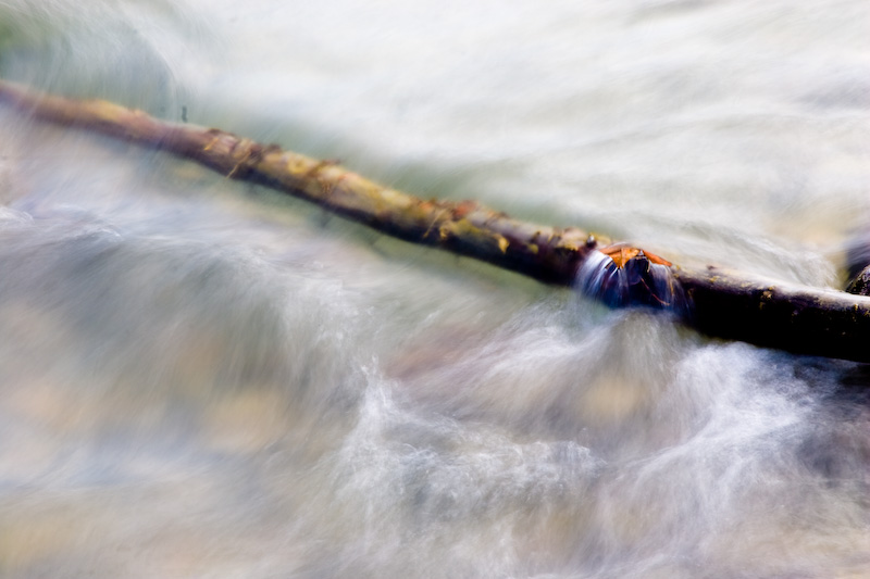 Branch In Trout River